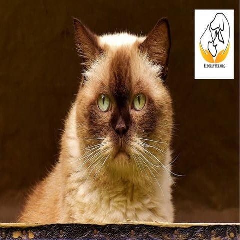 Senior cat care
