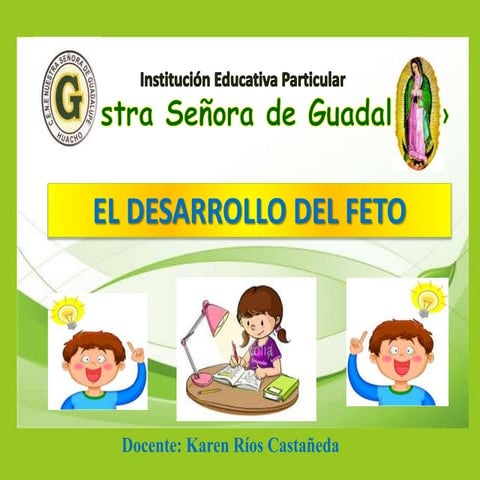 El desarrollo del feto