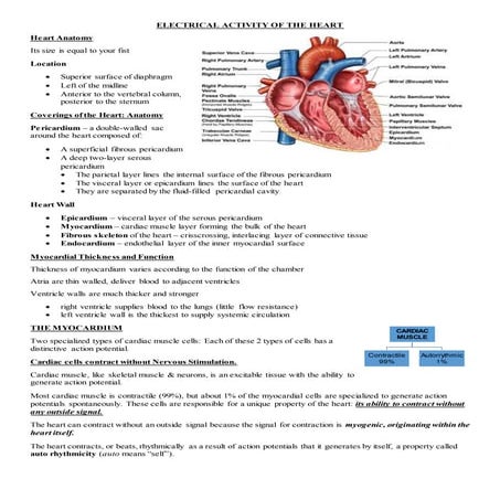 Electrical activity of the heart