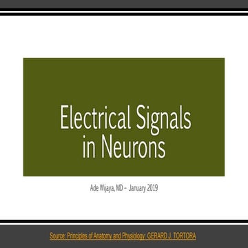 Electrical Signals in Neurons 