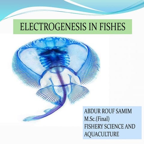 ELECTROGENESIS IN FISHES By ABDUR ROUF SAMIM