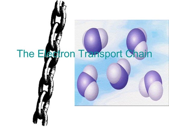 Electron transport chain | PPT