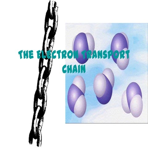 Electron transport chain power point