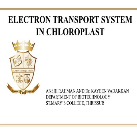 Electron transport system in chloroplast