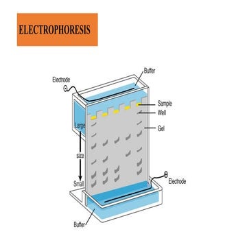Electrophoresis. Instrumental method of analysis