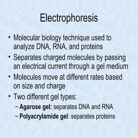 Gel Electrophoresis Lab