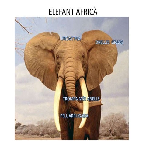 Elefant asiàtic i africà