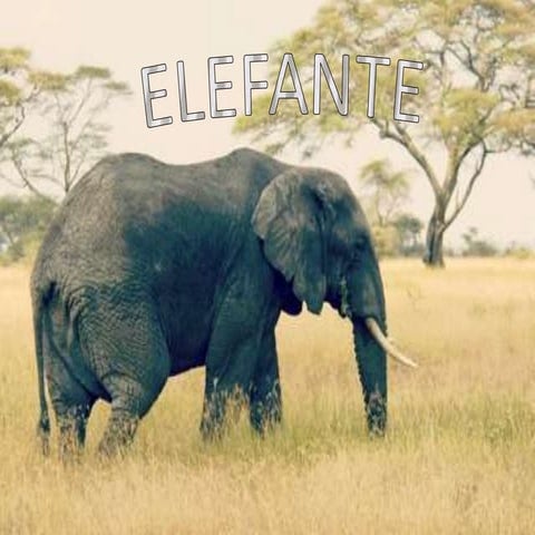 Elefante Africano 