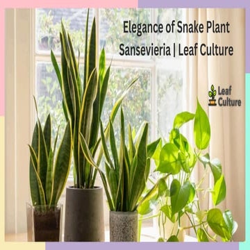 Elegance of Snake Plant Sansevieria Leaf Culture.pdf