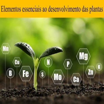 Elementos essenciais ao desenvolvimento das plantas (novo).pptx