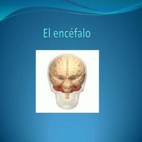 El encéfalo, el sistema límbico y cambios en el cerebro