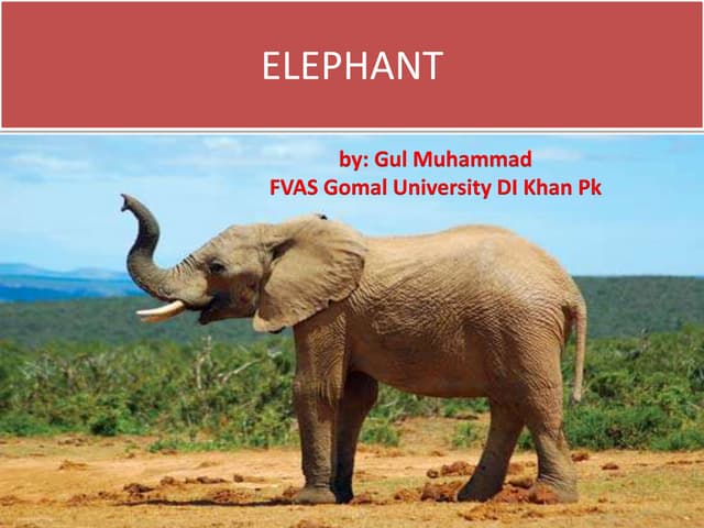 Elephant