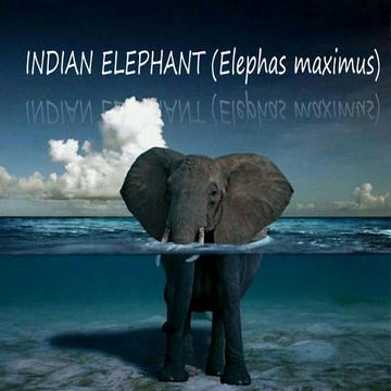 Indian Elephant (Elephas maximus)