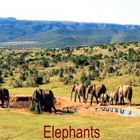 Elephants-Majestic Giants