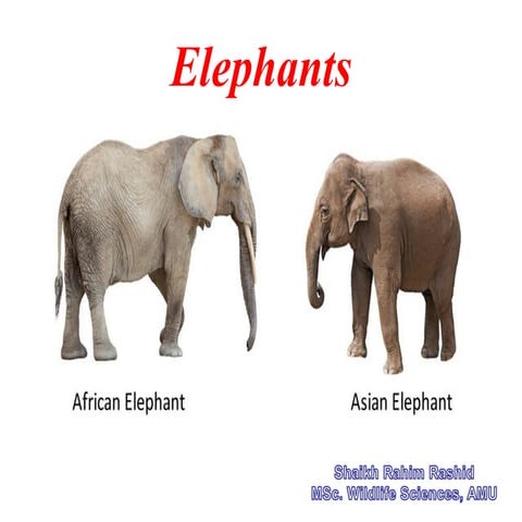 Elephants of the World