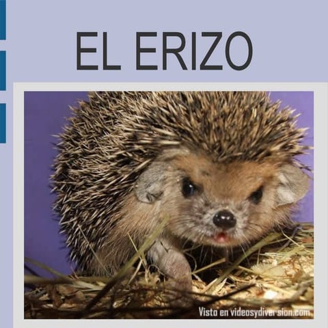 Erizo
