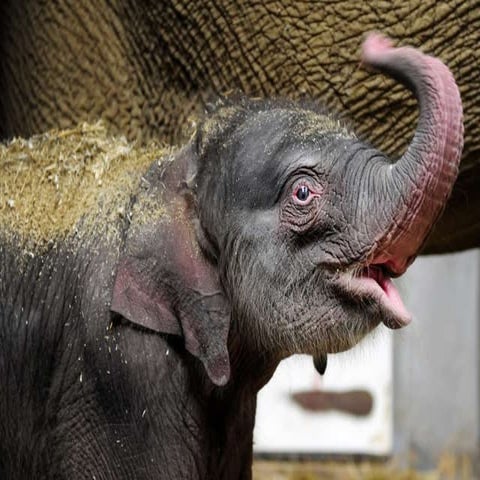 Boondoggle baby-olifant case presentatie voor spinawards | PPT