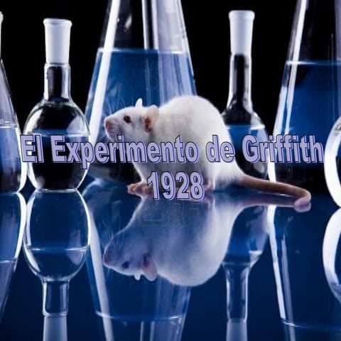 El experimento de griffith 