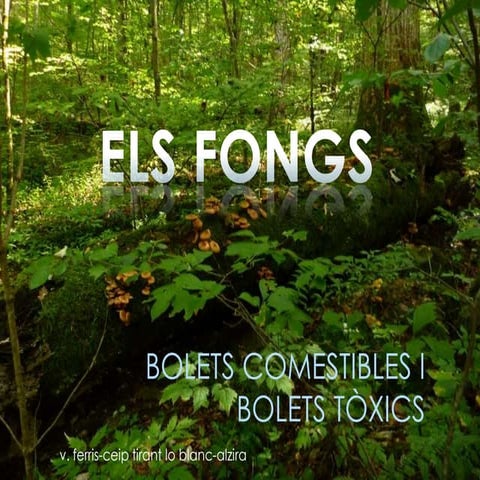 Fongs i bolets, primària