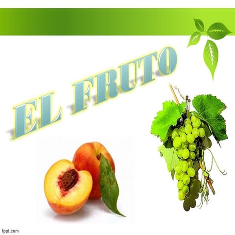 El fruto