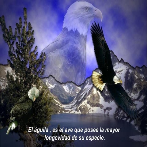El águila