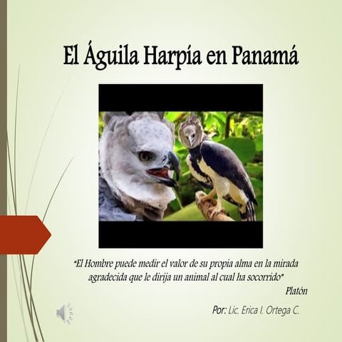 El Águila Harpía en Panamá