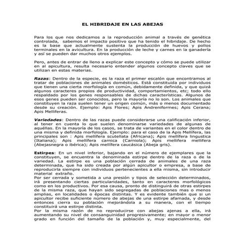 El hibridaje en las abejas