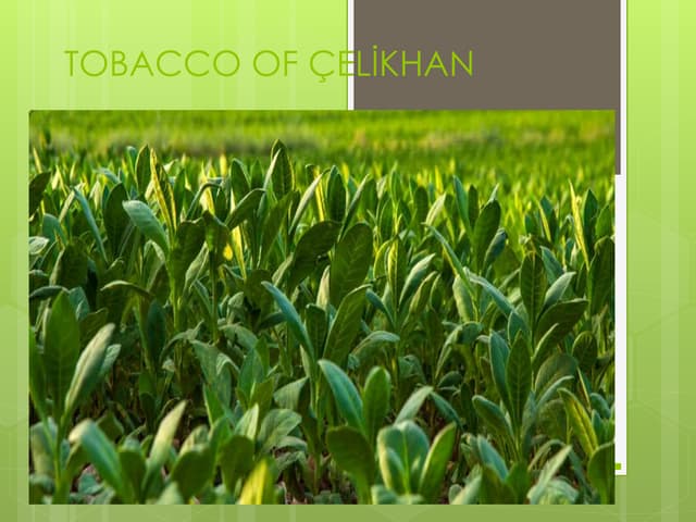 çEli̇khan tütünü
