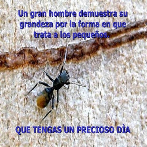 El Ingenio De Una Hormiga