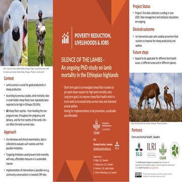 SILENCE OF THE LAMBS―An ongoing PhD-study on lamb mortality in the Ethiopian ...
