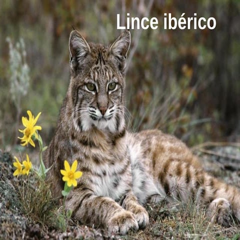 Lince Ibérico