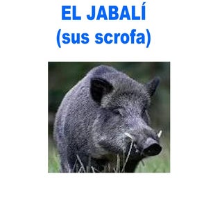 El jabalí