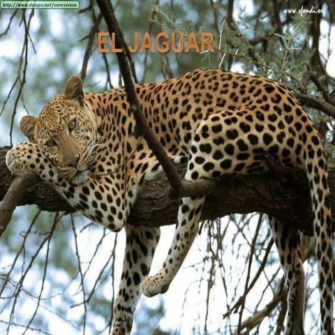 El jaguar