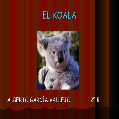 El koala