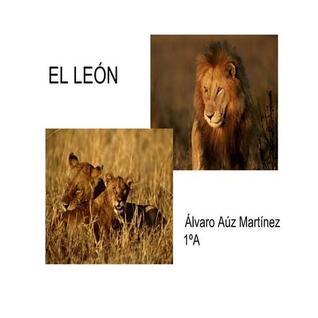 El león