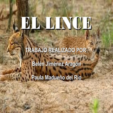 El lince