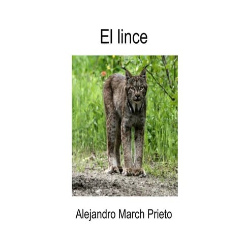 El lince Alejandro M.