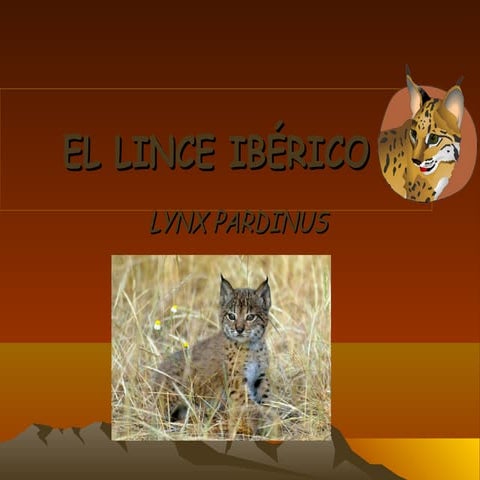 El lince ibérico laura tolivia