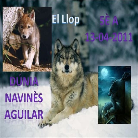 El llop 