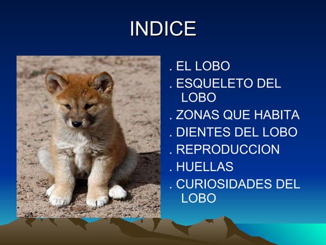 El lobo en asturias