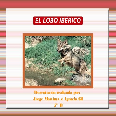 El lobo iberico
