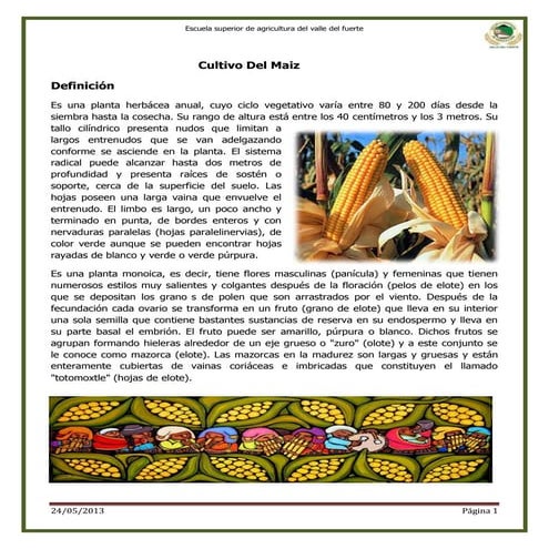 El maíz