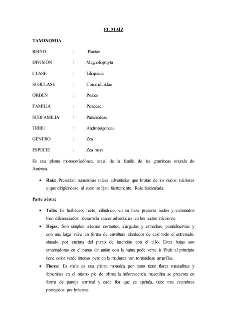 El maíz