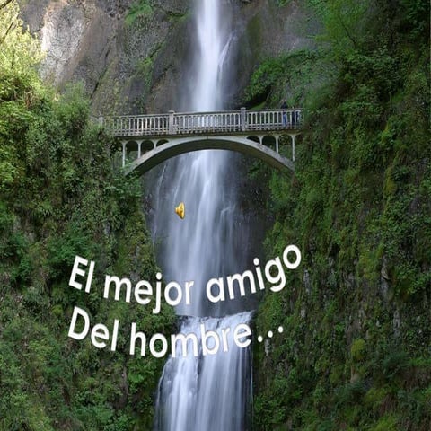 El Mejor Amigo Del Hombre