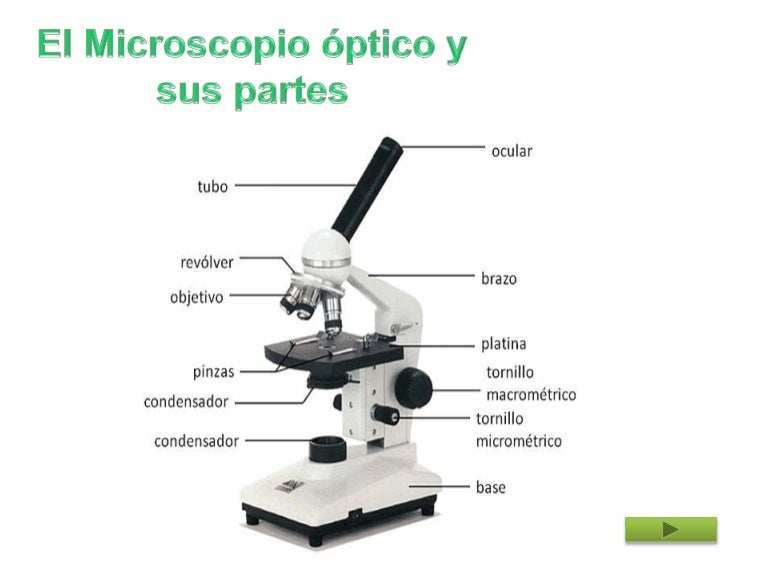Dibujos De Microscopio Y Sus Partes / Conocimiento y manejo de los microscopios compuesto y Dibujos De Microscopio Y Sus Partes / Conocimiento y manejo de los microscopios compuesto y