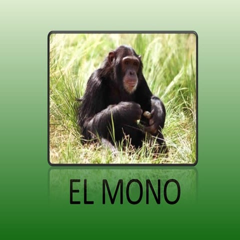 El Mono