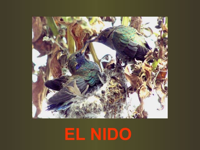 El nido (the nest)