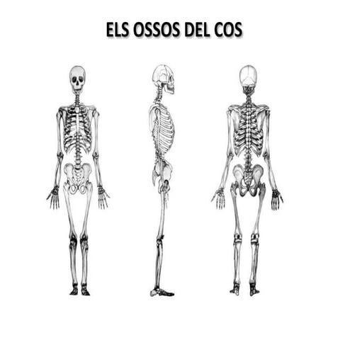Ossos del cos. 4