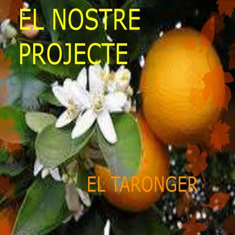 El nostre  projecte. presentació mireia