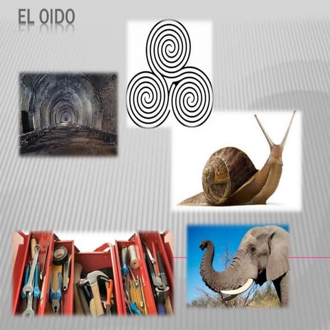 El oído
